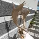 . Снимка на трофейни рога от елен лопатар