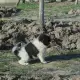 . Снимка на Продавам чистокъвни каракачански кучета