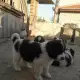 . Снимка на Продавам чистокъвни каракачански кучета