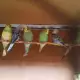 . Снимка на продавам вълнисти папагали