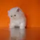 . Снимка на Бели персийски котета