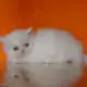. Снимка на Бели персийски котета