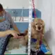. Снимка на Подстригване на кучета фризьорски салон за домашни любимци