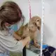 . Снимка на Подстригване на кучета фризьорски салон за домашни любимци