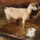 . Снимка на продавам стадо от 20 кози и ярета