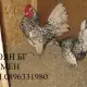 . Снимка на Продавам яйца за люпене и пилета от елитен Зибрайт