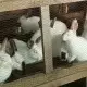 . Снимка на Калифорнийски зайци