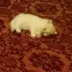. Снимка на Пеодавам ангорски котенца