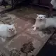 . Снимка на Пеодавам ангорски котенца