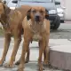 . Снимка на Продавам Родезийски рижбек - малки кученца