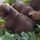 . Снимка на Продавам Родезийски рижбек - малки кученца