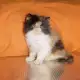 . Снимка на Продавам трицветно и бялo - персийски котета