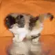 . Снимка на Продавам трицветно и бялo - персийски котета