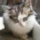 . Снимка на Норвежко коте мъжко на 2 месеца - 5лв.