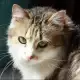 . Снимка на Норвежко коте мъжко на 2 месеца - 5лв.