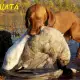 . Снимка на ловно куче Унгарска ВИЗЛА с къс - косъм - развъдник продава куч