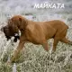 . Снимка на ловно куче Унгарска ВИЗЛА с къс - косъм - развъдник продава куч