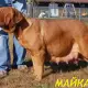 . Снимка на ДОГ от БОРДО Френският Мастиф е смело и търпеливо куче, ко