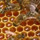. Снимка на Продавам кошери с пчелни семейства