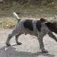 . Снимка на ловно куче ДРАТХАР твърдокосмест - развъдник продава кучен