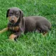 . Снимка на Немски ДОБЕРМАН шестото куче по ИНТЕЛЕКТ, лесно податлив е