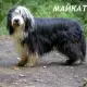 . Снимка на Брадато КОЛИ това е живо и подвижно куче, което с удоволств
