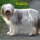 . Снимка на Брадато КОЛИ това е живо и подвижно куче, което с удоволств