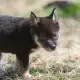 . Снимка на Австралийско куче ДИНГО тази рядко срещана порода са прекра