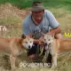 . Снимка на Австралийско куче ДИНГО тази рядко срещана порода са прекра