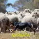 . Снимка на Овчарка Австралийско КЕЛПИ отличен домашен любимец, също и