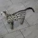 . Снимка на БЕНГАЛСКА котка ЛЕОПАРДОВА първокласни ВИП котета от раз