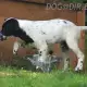 . Снимка на ловуващи АНГЛИЙСКИ СЕТЕР интелигентно куче, което бързо зап