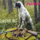. Снимка на ловуващи АНГЛИЙСКИ СЕТЕР интелигентно куче, което бързо зап