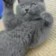 . Снимка на СИНЯ котка БРИТАНСКА първокласни ВИП котета