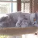 . Снимка на СИНЯ котка БРИТАНСКА първокласни ВИП котета