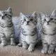 . Снимка на БРИТАНСКА котка цвят Уискас първокласни ВИП котета