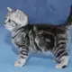 . Снимка на БРИТАНСКА котка цвят Уискас първокласни ВИП котета