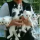 . Снимка на Персийски котета клас - ХОБИ