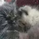. Снимка на ПЕРСИЙСКА котка с най - високо ВИП качество