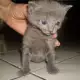 . Снимка на Руска СИНЯ котка с най - високо ВИП качество от развъдник