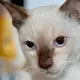 . Снимка на СИАМСКИ котета с най - високо ВИП качество