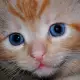 . Снимка на Калифорнийка ТИГРОВА първокласни ВИП котета от развъдник