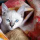 . Снимка на ЕКЗОТИЧНА котка Тайланска ТАЙЛС първокласни ВИП котета