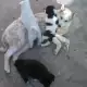 . Снимка на Продавам ловни кученца сибирски лайки