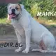 . Снимка на Американски БУЛДОГ - развъдник продава кученца ВНОС от Унгари