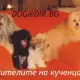 . Снимка на Болонка Хаванска - развъдник продава кученца ВНОС от Словакия