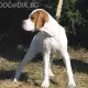 . Снимка на чистокръвен ПОЙНТЕР отлично ловно куче за всестранен лов