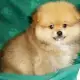 . Снимка на Чистокръвни померани - кученца