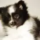 . Снимка на Чистокръвни померани - кученца