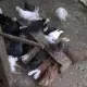. Снимка на шуменски гълъби
